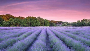 Cottage fields of Lavender by the Sea 5min Greenport Shelter Isl